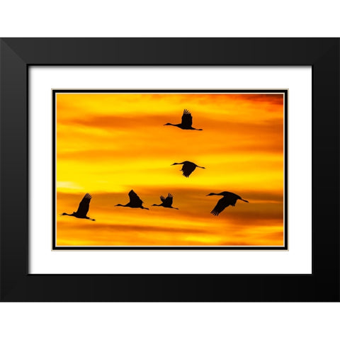 USA- New Mexico- Bosque Del Apache National Wildlife Refuge. Sandhill cranes flying at sunset. Black Modern Wood Framed Art Print with Double Matting by Jaynes Gallery
