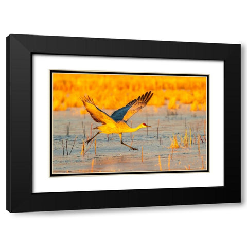USA- New Mexico- Bosque Del Apache National Wildlife Refuge. Sandhill crane taking flight on ice. Black Modern Wood Framed Art Print with Double Matting by Jaynes Gallery