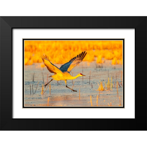 USA- New Mexico- Bosque Del Apache National Wildlife Refuge. Sandhill crane taking flight on ice. Black Modern Wood Framed Art Print with Double Matting by Jaynes Gallery