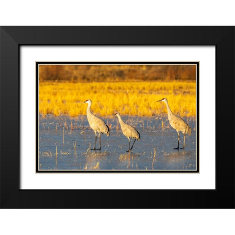 USA- New Mexico- Bosque Del Apache National Wildlife Refuge. Sandhill cranes walking on ice. Black Modern Wood Framed Art Print with Double Matting by Jaynes Gallery