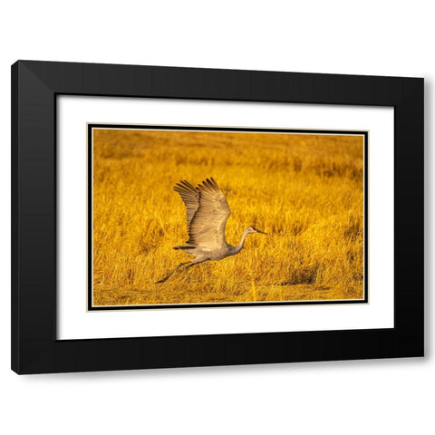 USA- New Mexico- Bosque Del Apache National Wildlife Refuge. Sandhill crane flying. Black Modern Wood Framed Art Print with Double Matting by Jaynes Gallery