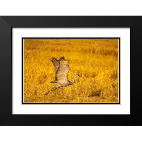 USA- New Mexico- Bosque Del Apache National Wildlife Refuge. Sandhill crane flying. Black Modern Wood Framed Art Print with Double Matting by Jaynes Gallery