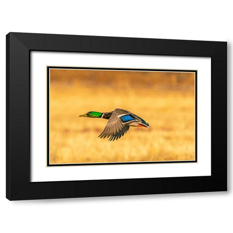 USA- New Mexico- Bosque Del Apache National Wildlife Refuge. Mallard drake duck flying Black Modern Wood Framed Art Print with Double Matting by Jaynes Gallery