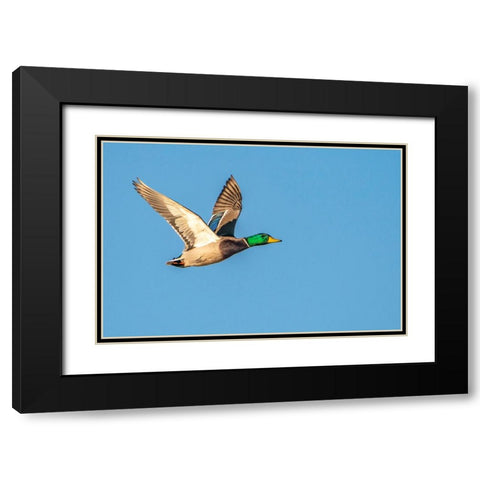 USA- New Mexico- Bosque Del Apache National Wildlife Refuge. Mallard drake duck flying Black Modern Wood Framed Art Print with Double Matting by Jaynes Gallery
