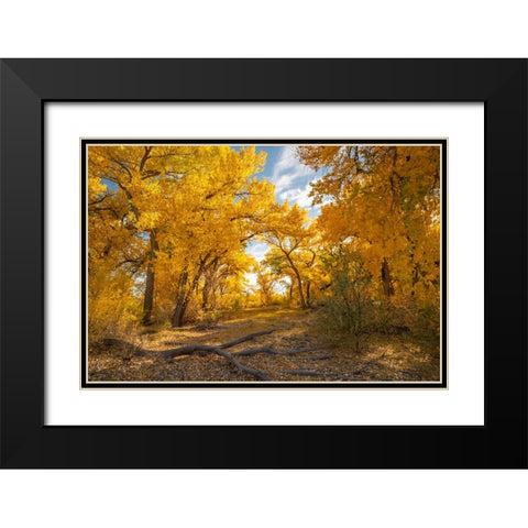 USA- New Mexico- Sandoval County. Cottonwood trees in autumn. Black Modern Wood Framed Art Print with Double Matting by Jaynes Gallery