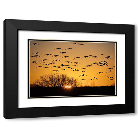 USA- New Mexico- Bosque Del Apache National Wildlife Refuge. Birds in silhouette at sunrise. Black Modern Wood Framed Art Print with Double Matting by Jaynes Gallery
