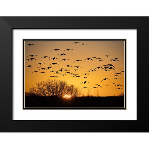 USA- New Mexico- Bosque Del Apache National Wildlife Refuge. Birds in silhouette at sunrise. Black Modern Wood Framed Art Print with Double Matting by Jaynes Gallery