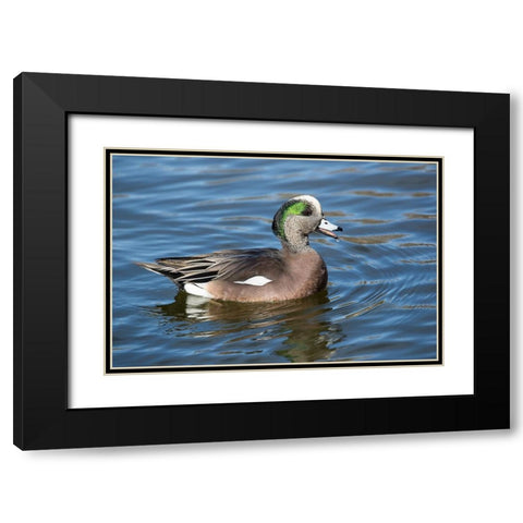 USA- New Mexico- Socorro. American wigeon in small pond Black Modern Wood Framed Art Print with Double Matting by Gulin, Darrell