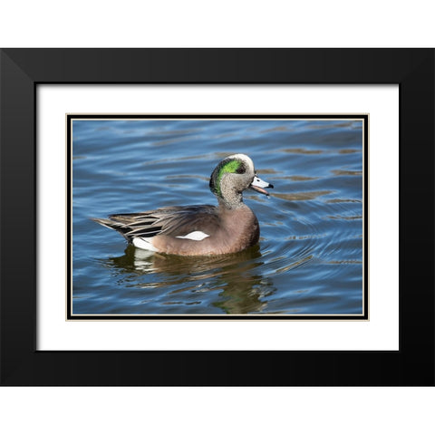USA- New Mexico- Socorro. American wigeon in small pond Black Modern Wood Framed Art Print with Double Matting by Gulin, Darrell