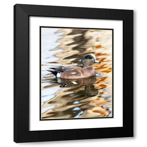 USA- New Mexico- Socorro. American wigeon in small pond Black Modern Wood Framed Art Print with Double Matting by Gulin, Darrell