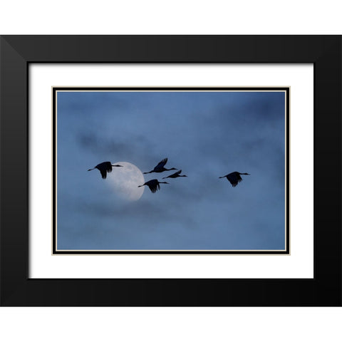 USA- New Mexico. Bosque Del Apache National Wildlife Refuge Black Modern Wood Framed Art Print with Double Matting by Gulin, Darrell