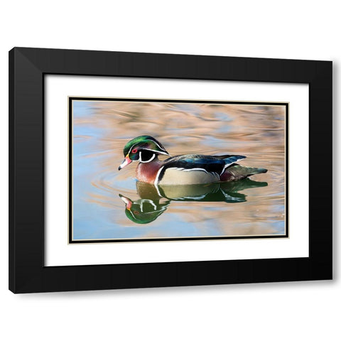 USA- New Mexico- Albuquerque. Male wood duck Black Modern Wood Framed Art Print with Double Matting by Gulin, Darrell