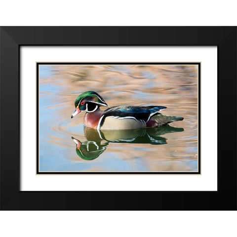 USA- New Mexico- Albuquerque. Male wood duck Black Modern Wood Framed Art Print with Double Matting by Gulin, Darrell
