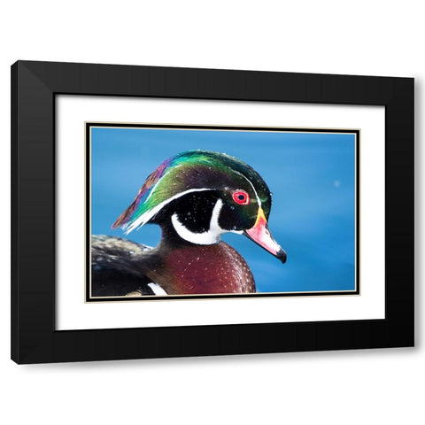 USA- New Mexico- Albuquerque. Male wood duck Black Modern Wood Framed Art Print with Double Matting by Gulin, Darrell