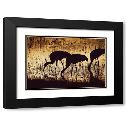 Sandhill crane silhouetted-Bosque del Apache National Wildlife Refuge-New Mexico Black Modern Wood Framed Art Print with Double Matting by Pryor, Maresa