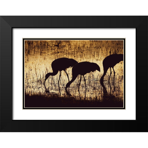 Sandhill crane silhouetted-Bosque del Apache National Wildlife Refuge-New Mexico Black Modern Wood Framed Art Print with Double Matting by Pryor, Maresa