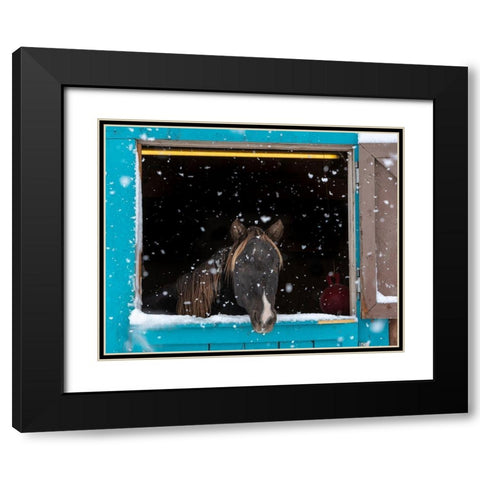 Rocky mountain looking out of stall during snow storm-New Mexico Black Modern Wood Framed Art Print with Double Matting by Pryor, Maresa