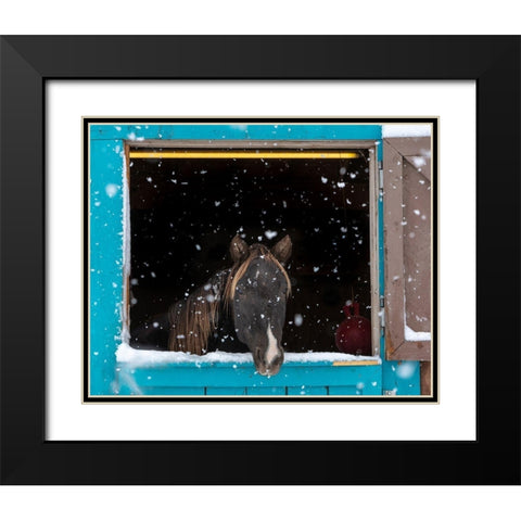 Rocky mountain looking out of stall during snow storm-New Mexico Black Modern Wood Framed Art Print with Double Matting by Pryor, Maresa