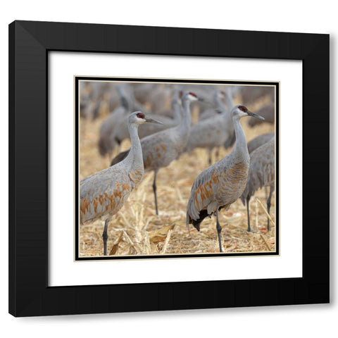 Sandhill Cranes gathered-in the corn fields of Bernardo Wildlife Area-New Mexico Black Modern Wood Framed Art Print with Double Matting by Pryor, Maresa