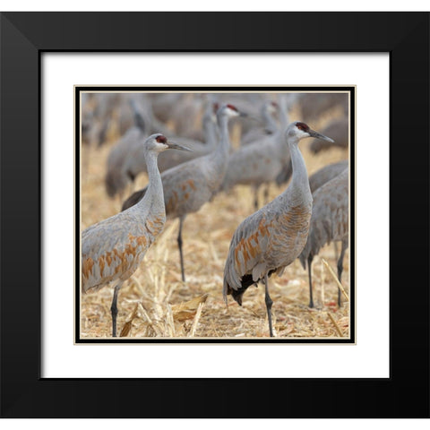 Sandhill Cranes gathered-in the corn fields of Bernardo Wildlife Area-New Mexico Black Modern Wood Framed Art Print with Double Matting by Pryor, Maresa