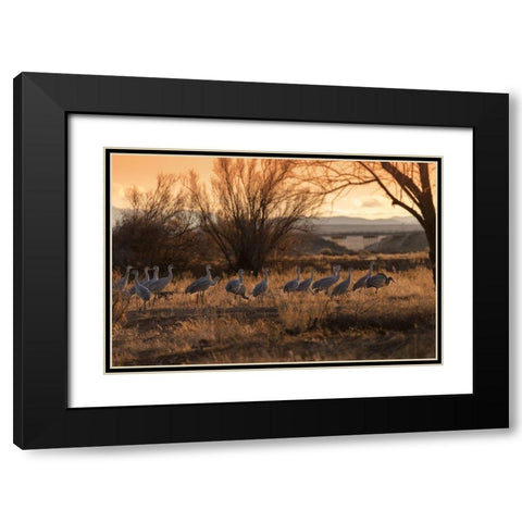 Sandhill cranes with SR 60 in background-Bernardo Wildlife Area-New Mexico Black Modern Wood Framed Art Print with Double Matting by Pryor, Maresa