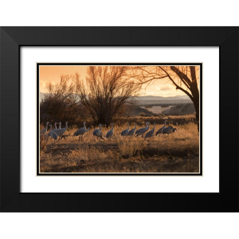 Sandhill cranes with SR 60 in background-Bernardo Wildlife Area-New Mexico Black Modern Wood Framed Art Print with Double Matting by Pryor, Maresa