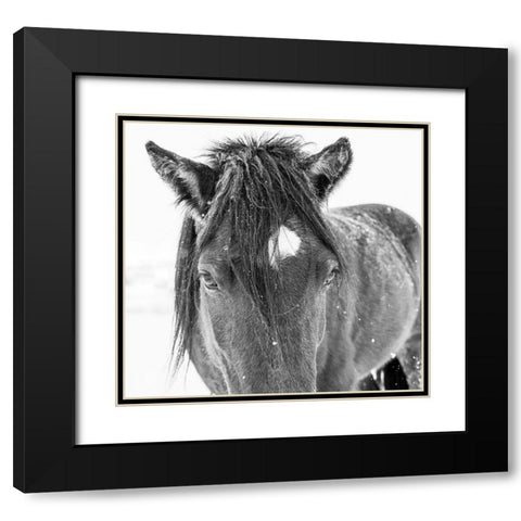 Horse in standing in snowy weather-Edgewood-New Mexico Black Modern Wood Framed Art Print with Double Matting by Pryor, Maresa