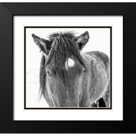 Horse in standing in snowy weather-Edgewood-New Mexico Black Modern Wood Framed Art Print with Double Matting by Pryor, Maresa