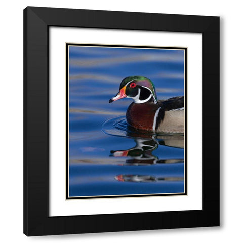 Wood duck drake in perfect coloration-New Mexico Black Modern Wood Framed Art Print with Double Matting by Pryor, Maresa