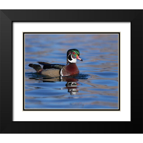 Wood duck drake in perfect coloration-New Mexico Black Modern Wood Framed Art Print with Double Matting by Pryor, Maresa