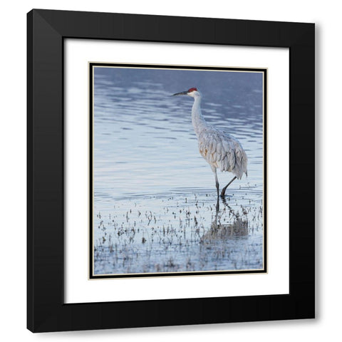 Sandhill crane-Bosque del Apache National Wildlife Refuge-New Mexico Black Modern Wood Framed Art Print with Double Matting by Pryor, Maresa