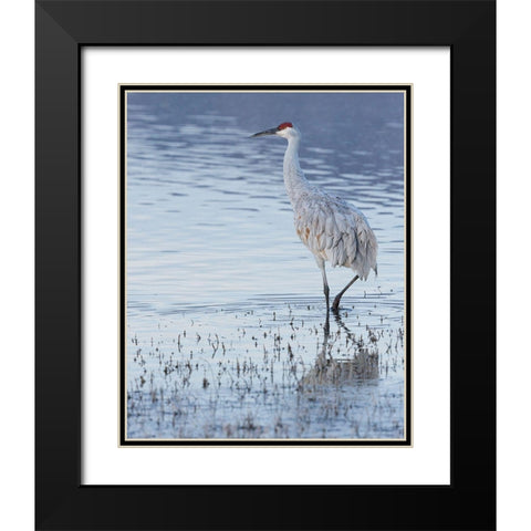 Sandhill crane-Bosque del Apache National Wildlife Refuge-New Mexico Black Modern Wood Framed Art Print with Double Matting by Pryor, Maresa