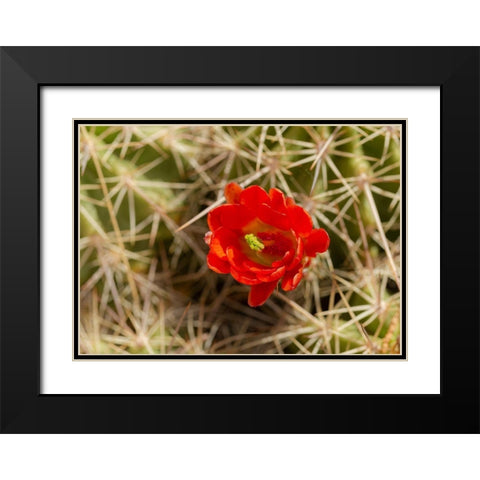Claret-cup cactus just opening-Echinocereus coccineus-Albuquerque Golden Openspace trails-New Mexico Black Modern Wood Framed Art Print with Double Matting by Pryor, Maresa