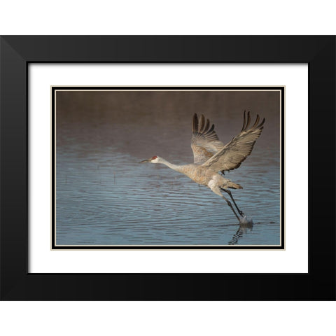 Sandhill crane in flight-grus canadensis-Bosque del Apache National Wildlife Refuge-New Mexico, Black Modern Wood Framed Art Print with Double Matting by Pryor, Maresa
