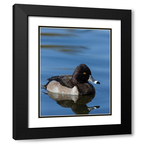 Ring-necked Duck-Aythya collaris-New Mexico Black Modern Wood Framed Art Print with Double Matting by Pryor-Luzier, Maresa