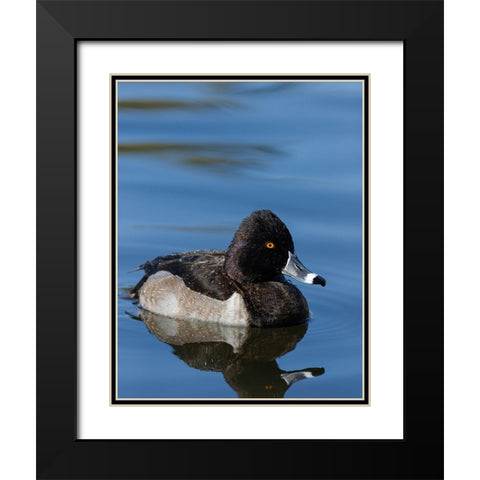 Ring-necked Duck-Aythya collaris-New Mexico Black Modern Wood Framed Art Print with Double Matting by Pryor-Luzier, Maresa