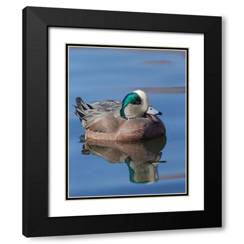 Male American Wigeon in freshwater pond-New Mexico Black Modern Wood Framed Art Print with Double Matting by Pryor-Luzier, Maresa