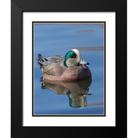 Male American Wigeon in freshwater pond-New Mexico Black Modern Wood Framed Art Print with Double Matting by Pryor-Luzier, Maresa