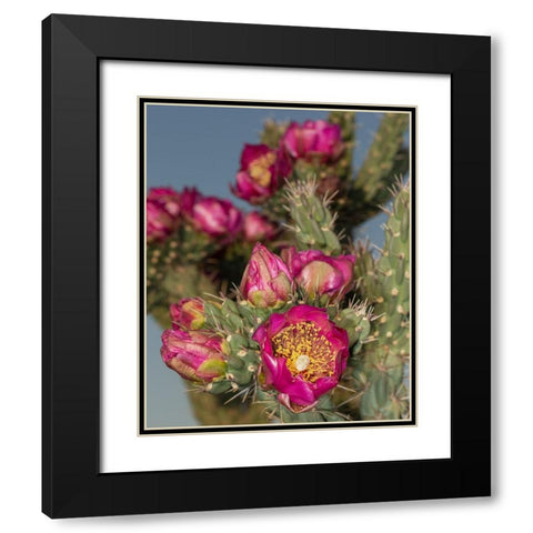 Tree cholla in bloom-high desert of Edgewood-New Mexico Black Modern Wood Framed Art Print with Double Matting by Pryor-Luzier, Maresa