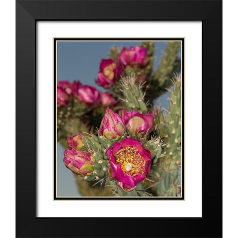 Tree cholla in bloom-high desert of Edgewood-New Mexico Black Modern Wood Framed Art Print with Double Matting by Pryor-Luzier, Maresa