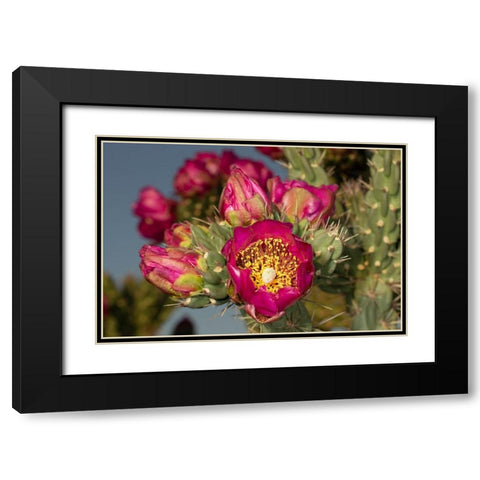 Tree cholla in bloom-high desert of Edgewood-New Mexico Black Modern Wood Framed Art Print with Double Matting by Pryor-Luzier, Maresa