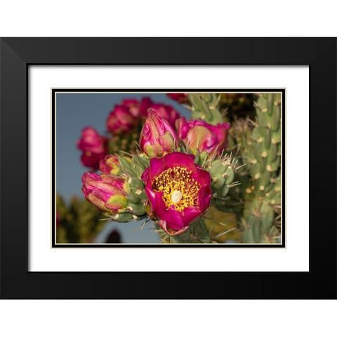 Tree cholla in bloom-high desert of Edgewood-New Mexico Black Modern Wood Framed Art Print with Double Matting by Pryor-Luzier, Maresa