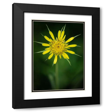 Yellow Salsify-Tragopogon dubius-Capulin Sprints Trail-Sandia Mountains-New Mexico Black Modern Wood Framed Art Print with Double Matting by Pryor-Luzier, Maresa