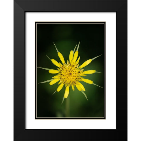 Yellow Salsify-Tragopogon dubius-Capulin Sprints Trail-Sandia Mountains-New Mexico Black Modern Wood Framed Art Print with Double Matting by Pryor-Luzier, Maresa