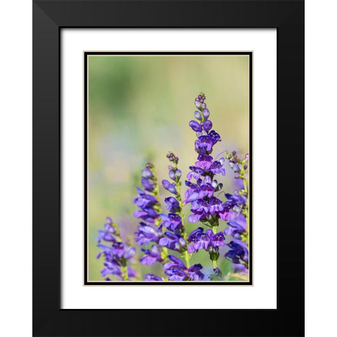 Rocky Mountain Beardtongue-Rocky Mountain Penstemon flowers-Sandia Mountains-New Mexico Black Modern Wood Framed Art Print with Double Matting by Pryor-Luzier, Maresa
