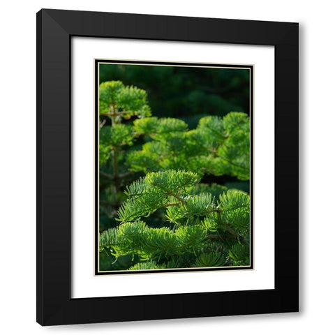 White fir needles-Abies concolor-Capulin Springs Trail-Sandia Mountains-New Mexico Black Modern Wood Framed Art Print with Double Matting by Pryor-Luzier, Maresa