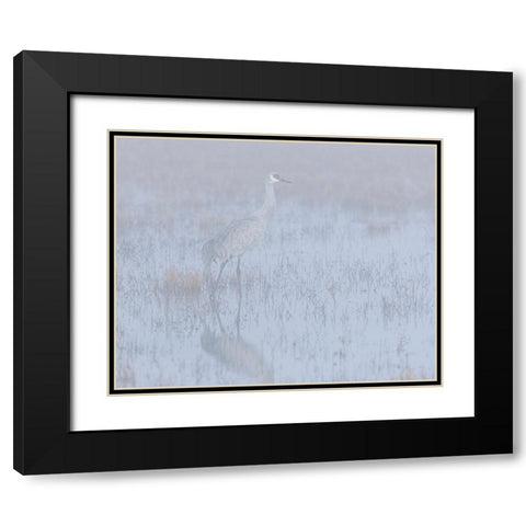 Sandhill crane-foggy morning-Bosque del Apache National Wildlife Refuge-New Mexico Black Modern Wood Framed Art Print with Double Matting by Pryor-Luzier, Maresa