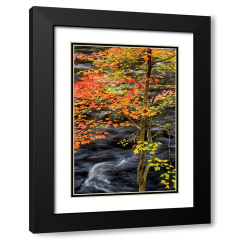 USA-New York-Adirondacks Long Lake-young maple beside the Raquette River Black Modern Wood Framed Art Print with Double Matting by Collins, Ann
