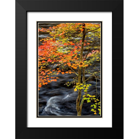 USA-New York-Adirondacks Long Lake-young maple beside the Raquette River Black Modern Wood Framed Art Print with Double Matting by Collins, Ann