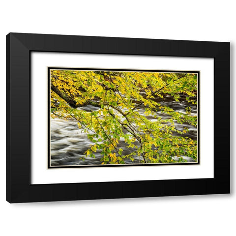USA-New York-Adirondacks Long Lake-Raquette River flows behind autumn foliage Black Modern Wood Framed Art Print with Double Matting by Collins, Ann